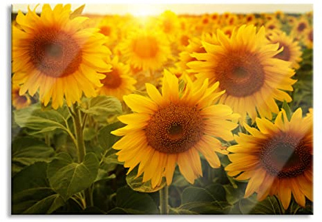 Pixxprint Glasbild, Wandbild aus Echtglas, Sonnenblumen auf dem Feld, 100x70 cm, inkl. Aufhängung und Abstandshalter