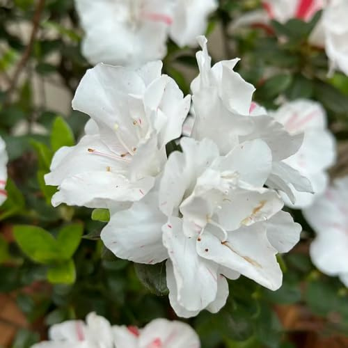 Semi di rododendro e azalea - semi di per giardinieri resistenti selvatici esotico estivi giardino arbusti organico d'appartamento da balcone 90pcs
