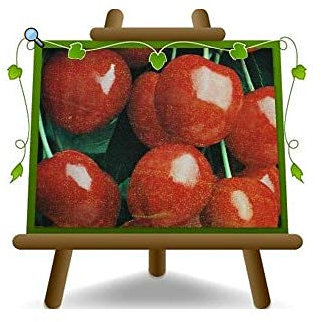 EURO PLANTS VIVAI Ciliegio Acido Amarena Griote su Vaso da 24/26 cm Pianta da Frutto Antico - Altezza 160~180 cm - Età 4 Anni