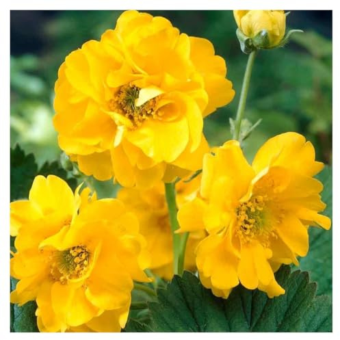 Stauden Gänge 10 x Geum chiloense 'Lady Stratheden winterhart | Gelbe Staude für Sonne bis Halbschatten, Blüte Mai bis September, mehrjährig, 9x9 cm Topf