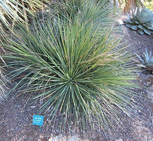 Agave Striata VAR Striata 15 Semi