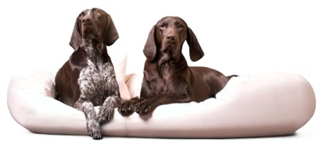 tierlando® Orthopädisches Hundebett Sammy Easy CLEAN mit viscoelastischer Matratze und hohem Rand aus Kunstleder für gelenkschonenden Schlaf und höchsten Komfort Größe: 140x105cm | Farbe: 05 Creme