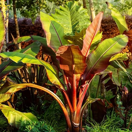 KVITER 5 Red Abyssinian Banana Tree Seeds (Musa Ensete Ventricosum) – Rare Non-GMO Perennial Organic Ornamental Banana Plant Seeds – Ideal for Tropical Gardens or Patios, Perfect Indoors