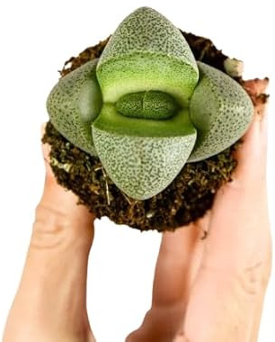 Planta Exótica Lithops – Suculenta de Bajo Mantenimiento en Maceta de 5 cm