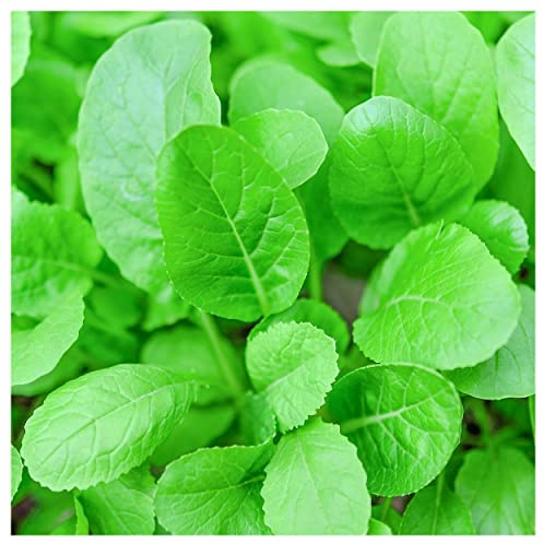 Everwilde Farms - 1 Oz Organic Tendergreen Mustard Seeds - Gold Vault Packet