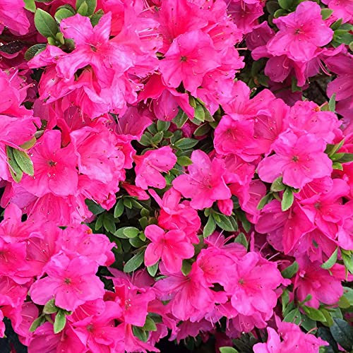 Azalea Anne Frank Plant | Spring Flowering Outdoor Garden Shrub | Evergreen Potted Plant with Pink Flowers for Bedding, Borders, Containers, Pots - 1L Pot
