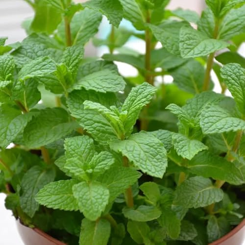 menta - decorazioni giardino esterni semi di selvaggio biologico Cobertura semi 1000pcs