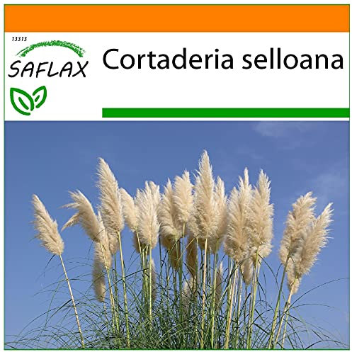SAFLAX - Garden in the Bag - Erba delle Pampas - 200 semi - Cortaderia selloana