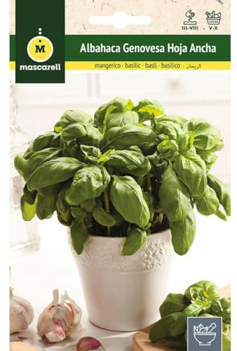 Mascarell Semillas, ALBAHACA GENOVESA HOJA ANCHA, Semillas de Hierbas Aromáticas para Plantar, Crea tu Propio Huerto en Casa, 4 Gramos