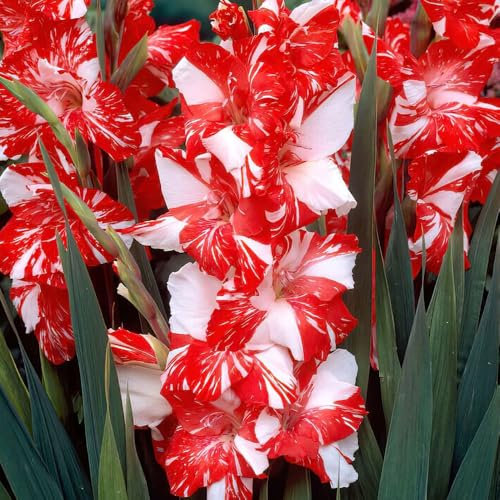 10 x Gladiolus Large Flowering Koi Pursuit – Red Blooms with Marble Effect – Adds Drama to Your Landscape – Perennial – Summer Flowering Bulbs – for Your Beautiful Garden