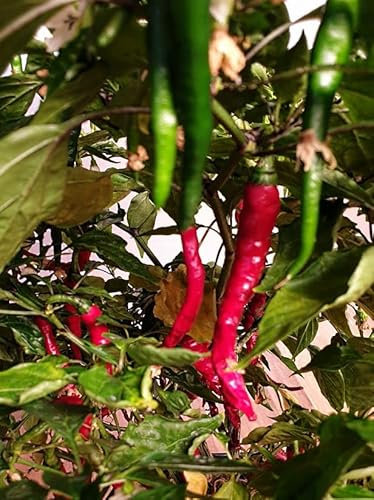 Cayenne Mild Turkish 5 Chili Seeds by CHILLIESontheWEB - Pick and Mix - Buy 4 for 3