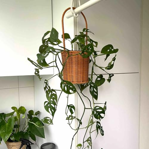 semillas de monstera - exóticas balcón jardín interior 100pcs