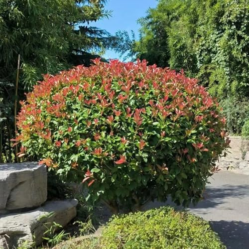 semi Photinia red robin - interno balcone resistenti decorazione giardino di vaso, 100pcs