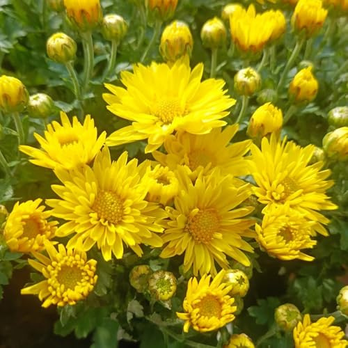 Semi di crisantemo - decorazione autunnali balcone serre balcone giardino rare in vaso esotico rialzata semi di per i luoghi 150pcs