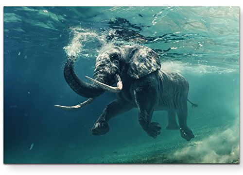 Leinwandbilder | Bilder Leinwand 120x80cm schwimmender Elefant