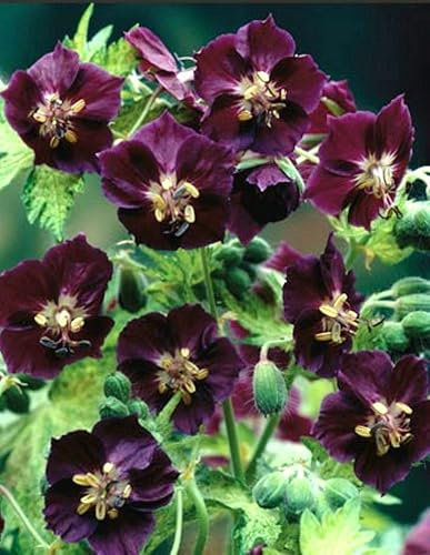 GARTHWAITE NURSERIES® : - Geranium Phaeum Perennial Plant, Deep Purple Flowers, 1 Bare Root