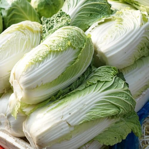 semillas de Pak Choi, semillas de invierno Semillas de col china orgánicas, verdes raras de balcón resistentes 800pcs