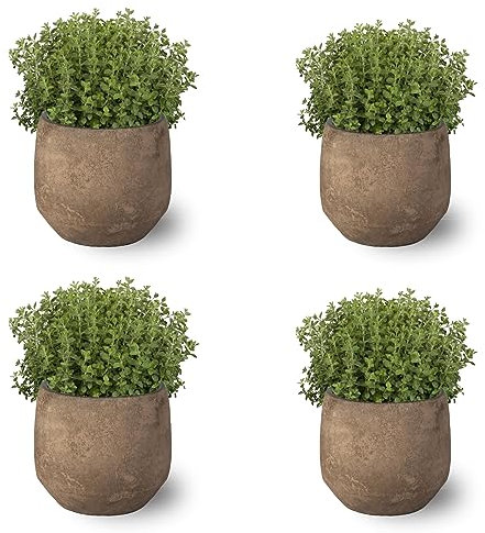 Orégano Pack de 4 Plantas Naturales para Cocinar en Maceta Ø10 Altura 20 cm Interior y Exterior Hierba Aromática para Huerto Urbano y Jardín