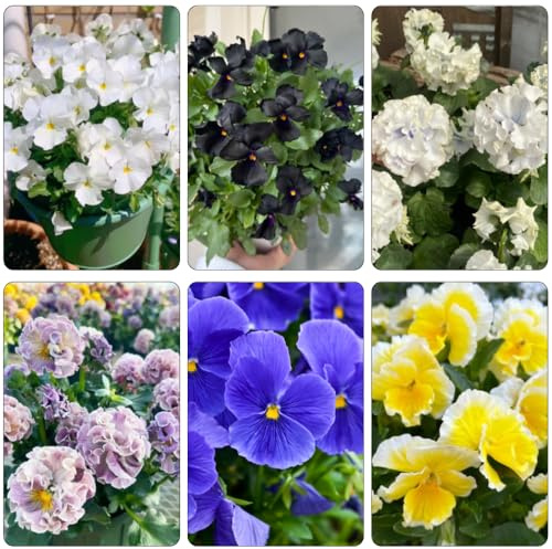 semi viola cornuta - decorazioni giardino esterni balcone resistente giardino 200pcs
