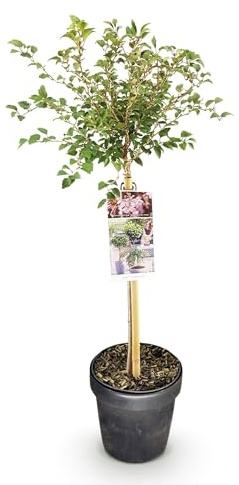Fuji, ciliegia Prunus incisa Kojou-no-mai, 19 cm, altezza circa 90 cm, pianta da terrazza bianca fiorita, resistente all'inverno e deciduo