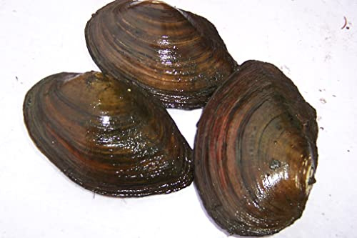 Teichmuscheln für einen klaren Gartenteich - Die optimale natürliche Filterung des Teiches (5 kleine Teichmuscheln)