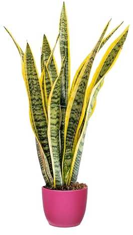 Bonplants Sansevieria Laurentii, Pianta Lingua di Suocera, Vaso 17 cm, h 70 cm (Vaso Fucsia)