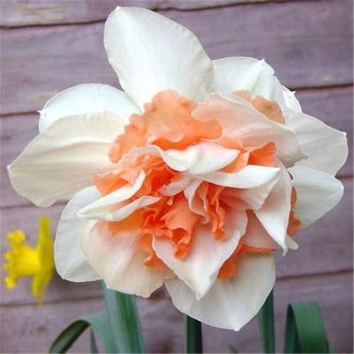 Hardy Perennial,Daffodil Plants UK, Excellent Display Daffodils Daffodil-10bulbs-E