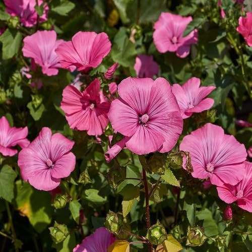 Lavatera Silver Cup Seeds – RHS Award of Garden Merit & Plants for Pollinators – Hardy Annual – Must Have for Beddings & Borders – for Your Beautiful Garden