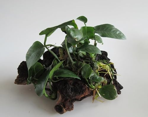 florari Mopani mit Anubias barteri - Breitblättriges Speerblatt auf zweifarbigem Eisenholz