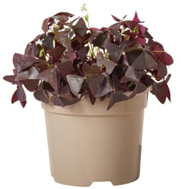 Planta Viva de Trébol de la Suerte Morado Oxalis Natural y Decorativo