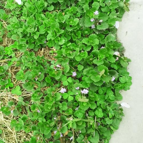 semi di edera terrestre - giardino interno balcone 500pcs