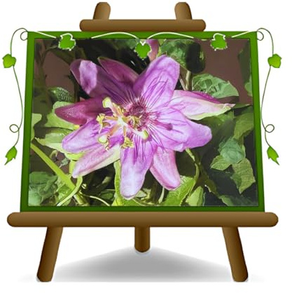Passionsblume Annaflora Kletterpflanze im 17 cm Topf, Höhe 70 cm