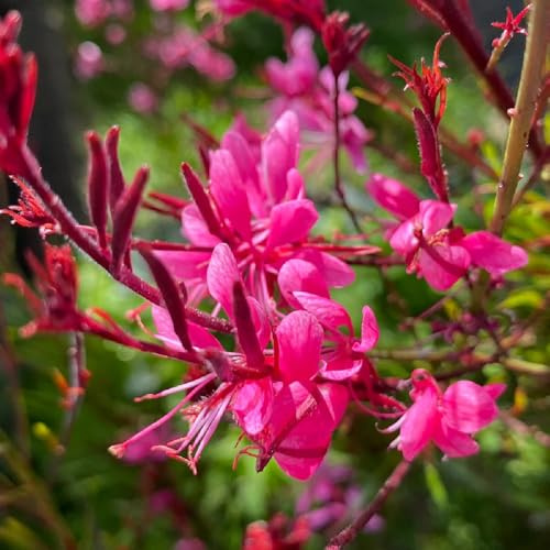 Semillas de Gaura lindheimeri - semillas de mariposas Semillas de velas vistosas - orgánicas para lugares soleados de jardín de rocas resistentes variedades 55pcs