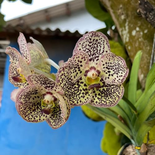 Orchidea Vanda - Decorazioni autunnali per un giardino resistente semi di tappezzanti resistenti al freddo semi di per balcone balcone, recisi 450semi