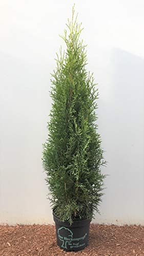 Lebensbaum Thuja occidentalis Smaragd 60-80 cm winterhart, 10 Stück | 10er Set, ideal als Sichtschutz, dichter Wuchs, schnittvertraeglich, sonnig bis halbschattig, robust