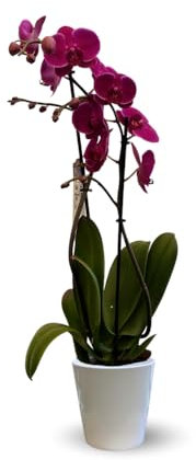 Attitude Jardin - Orchidée fuchsia - double branche - phalaenopsis - 60-70 cm - ⌀ 12 cm - cache pot en céramique blanc