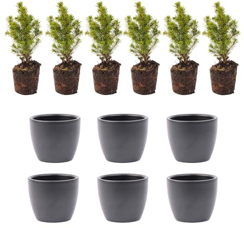 Mini-Weihnachtsbaum-Set 6 - inklusive Boule Anthrazit Topf