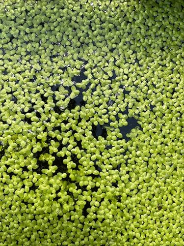 WASSERPFLANZEN WOLFF - Lemna Minor – Wasserlinsen | Schwimmpflanze für Teich - Gartenteich | algenhemmend, winterhart, schnellwüchsig | Perfekt als Futterpflanze | Schutz für Fische