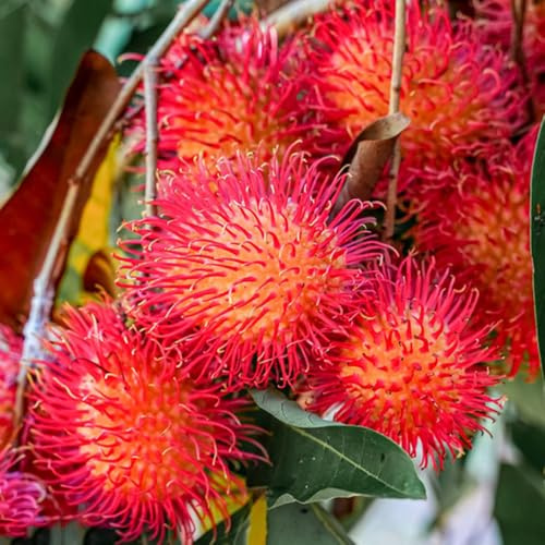 Semi di Rambutan - fresca Nephelium lappaceum - Gli da nani sono resistenti per il giardino 60pcs