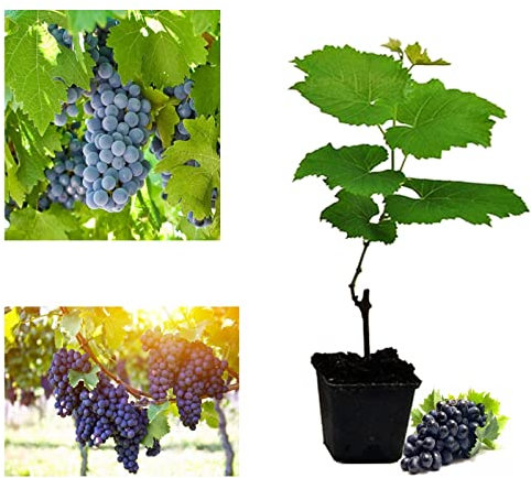 Grape Vitis Plant Pinkdose Rare 'Dornfelder' - Ready to Plant in 9cm Pot - for UK Climates Grape Vine (Regular Packaging)