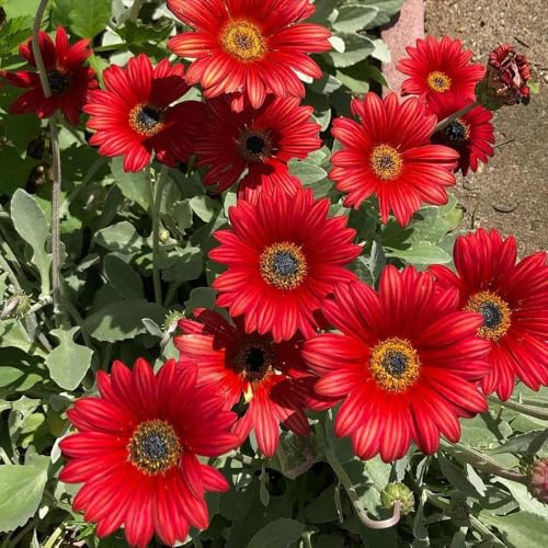 Kapkörbchen gartenpflanze biosaatgut wildblumen balkonblumen frühlingsblumen blumensaat blumendeko bonsai topf exotische zimmerpflanzen schmetterlingsflieder frühblüher dachbegrünung 100samen
