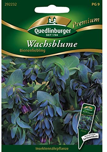 Wachsblume, Cerinthe major purpurescens, ca. 10-20 Samen