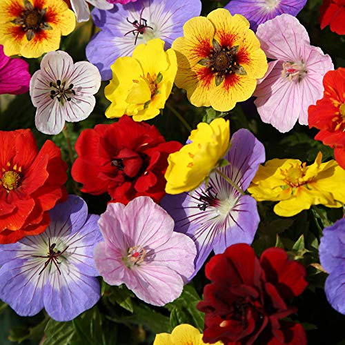 Geranium & Potentilla 'Festival Mix' x 6 Bare Root Plants