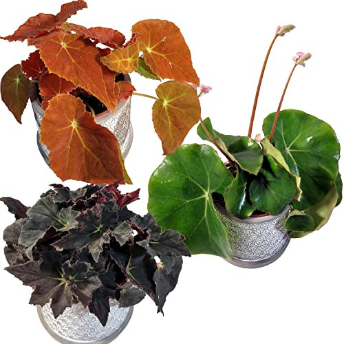 PetSnack 3 verschiedene Bio-Blattbegonien ║ selten im Handel ║ BIOLAND-Qualität, frei von synthetischen Pflanzenschutzmitteln