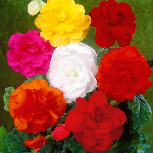 Gefüllte Begonien Knollen - Gemischtes Set Knollenbegonien für Garten & Balkon (20 Knollen) - Blumenzwiebeln Mix 4/5 - Bienenfreundliche Balkonblumen - Blütezeit Juni bis Oktober