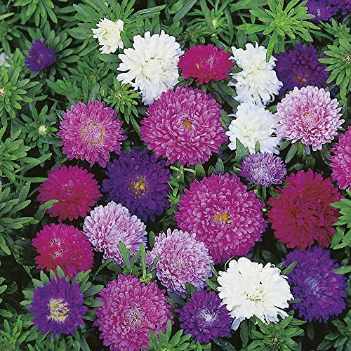 Aster Dwarf Mixed Seeds – Half Hardy Annual – Brings Colours to Your Garden – Must Have for Beddings & Borders - for Your Beautiful Garden