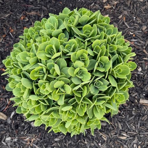 Semillas de sedum, jardineros silvestres variedades antiguas resistentes verdes semillas de productos sostenibles jardín 150pcs
