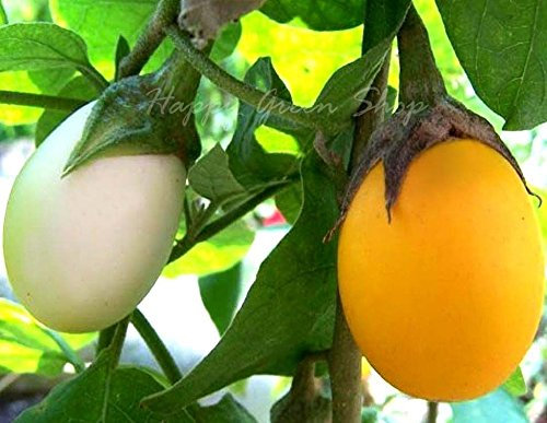MELANZANE - uova D'oro - 40 semi - von Bianco al Giallo - Solanum Melongena