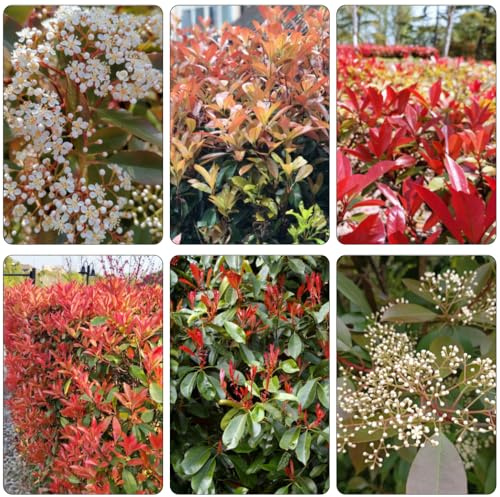 Photinia red robin - semi di giardino estivo resistenti semi balcone 700pcs