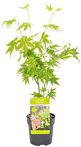 Bloomique - Acer palmatum ‘Going Green’ - Arce japonés - Hoja verde - Plantas de jardín - Resistente al frío - Altura 20-30 cm - Maceta 10,5 cm